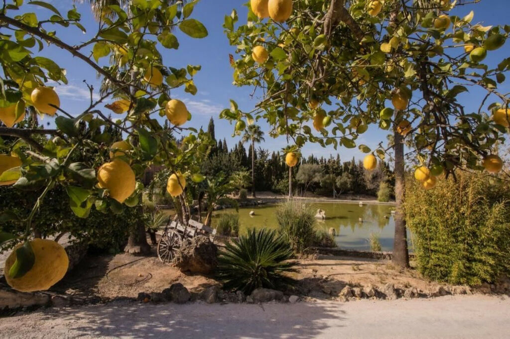 Finca - Cortijo Arcos de la Frontera Cádiz - image 3