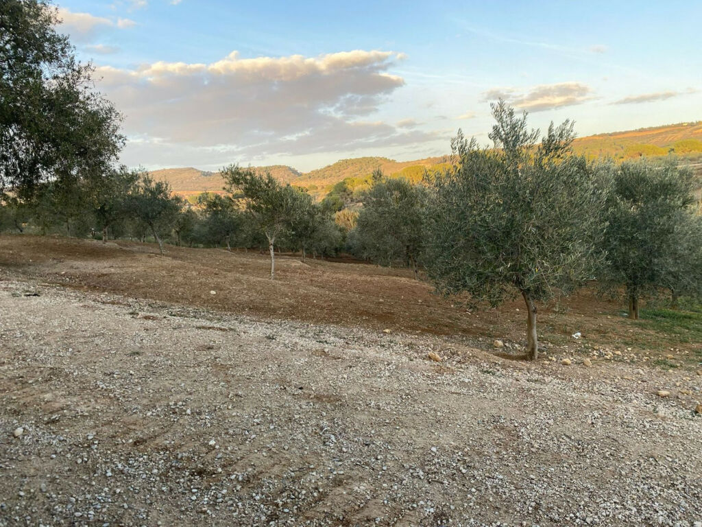 Finca - Cortijo Arcos de la Frontera Cádiz - image 34