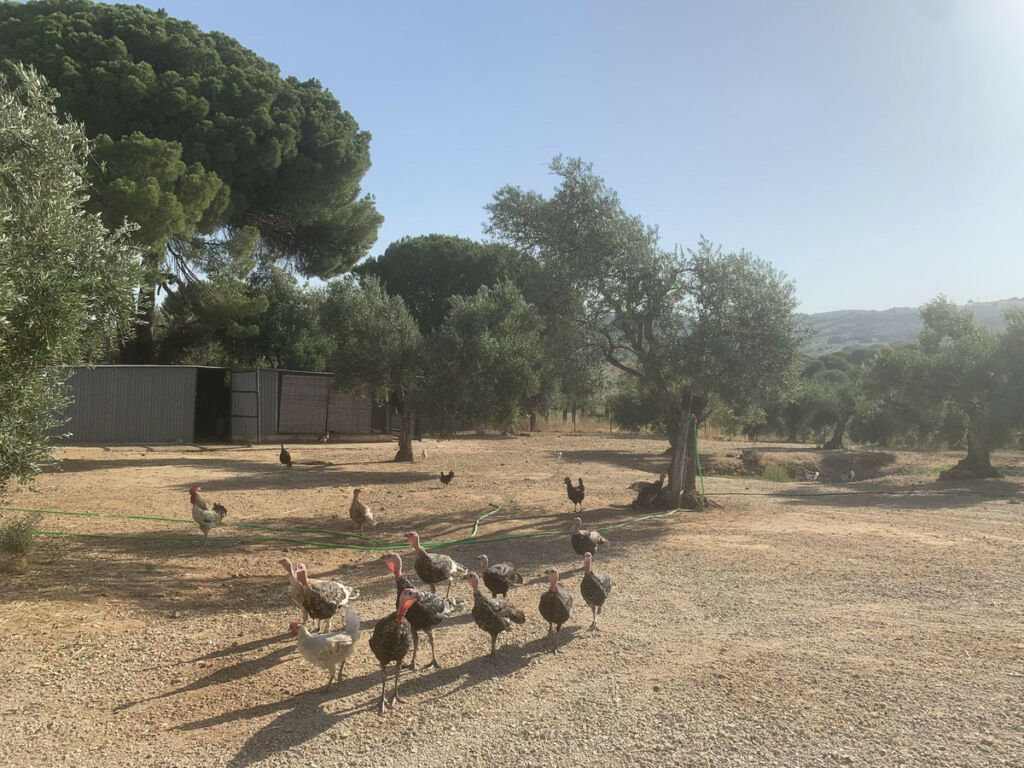 Finca - Cortijo Arcos de la Frontera Cádiz - image 38