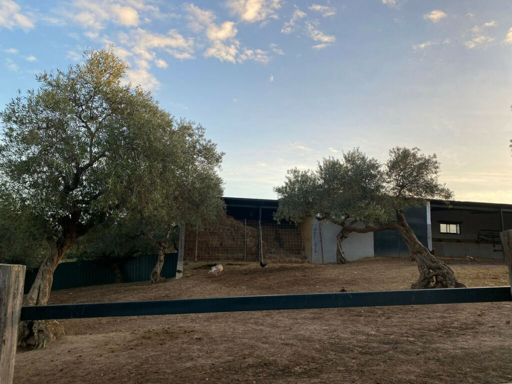Finca - Cortijo Arcos de la Frontera Cádiz - image 56