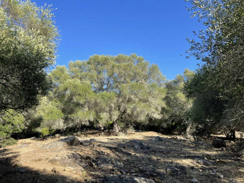 Finca - Cortijo Castellar de la Frontera Cádiz - image 16