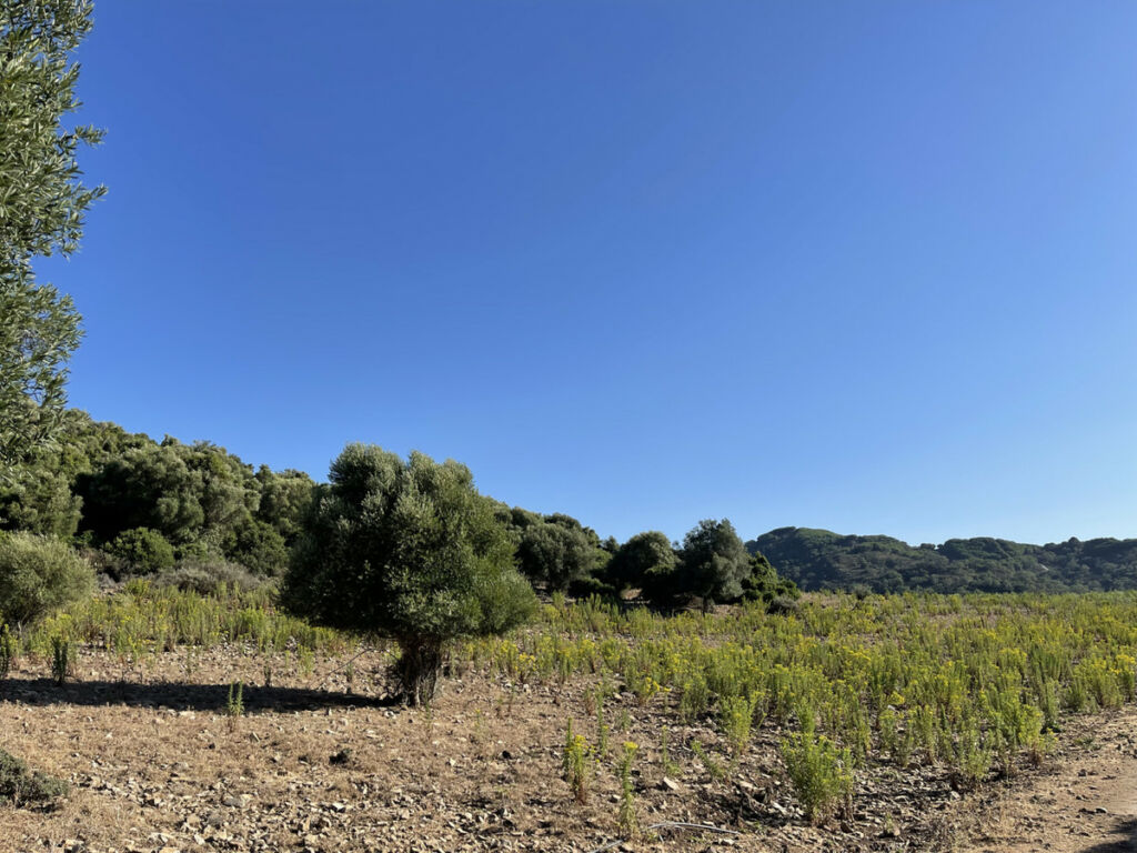 Finca - Cortijo Castellar de la Frontera Cádiz - image 18