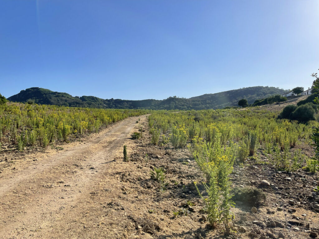 Finca - Cortijo Castellar de la Frontera Cádiz - image 19