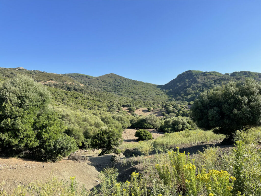 Finca - Cortijo Castellar de la Frontera Cádiz - image 22