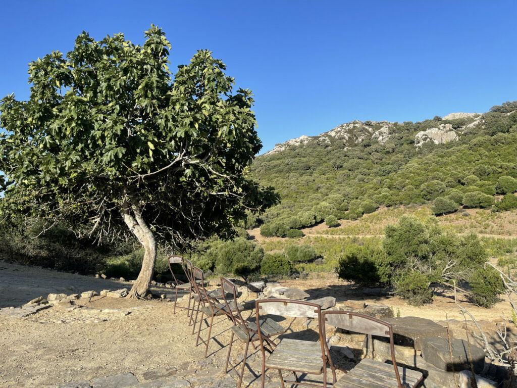 Finca - Cortijo Castellar de la Frontera Cádiz - image 30