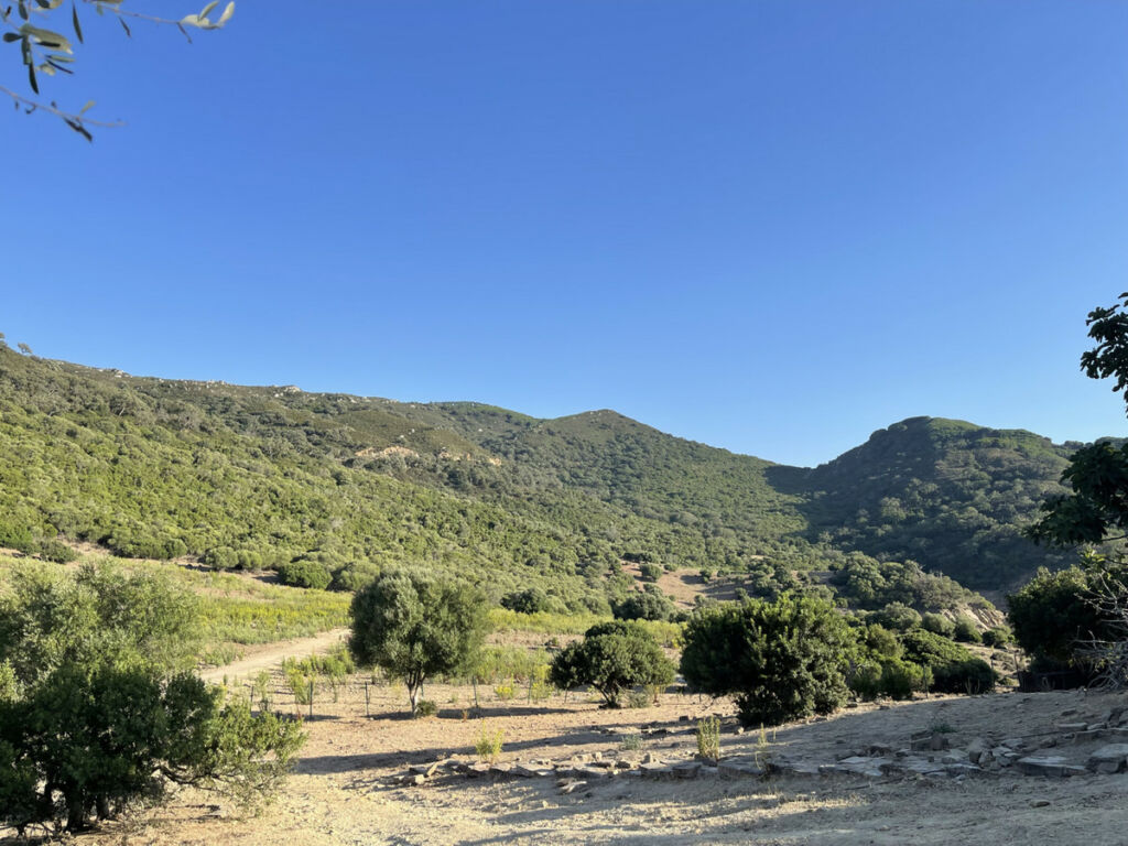 Finca - Cortijo Castellar de la Frontera Cádiz - image 36