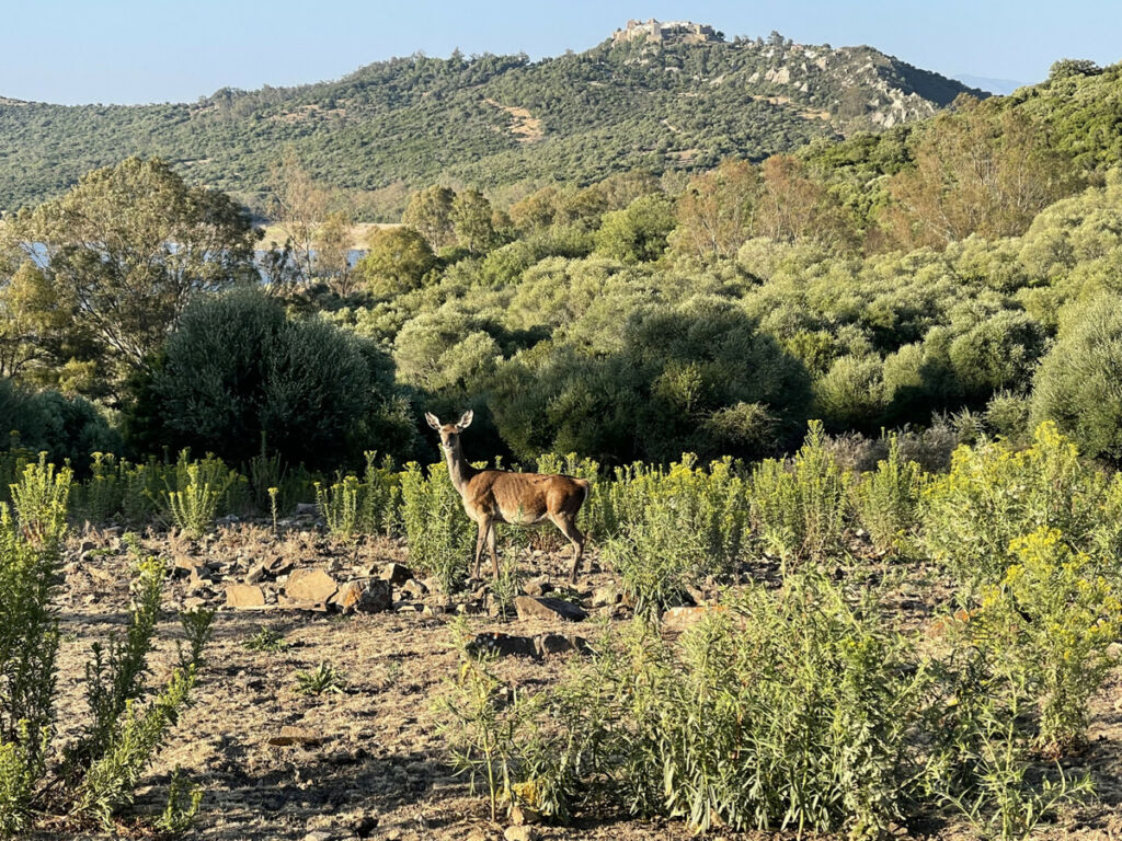 Finca - Cortijo Castellar de la Frontera Cádiz - image 38