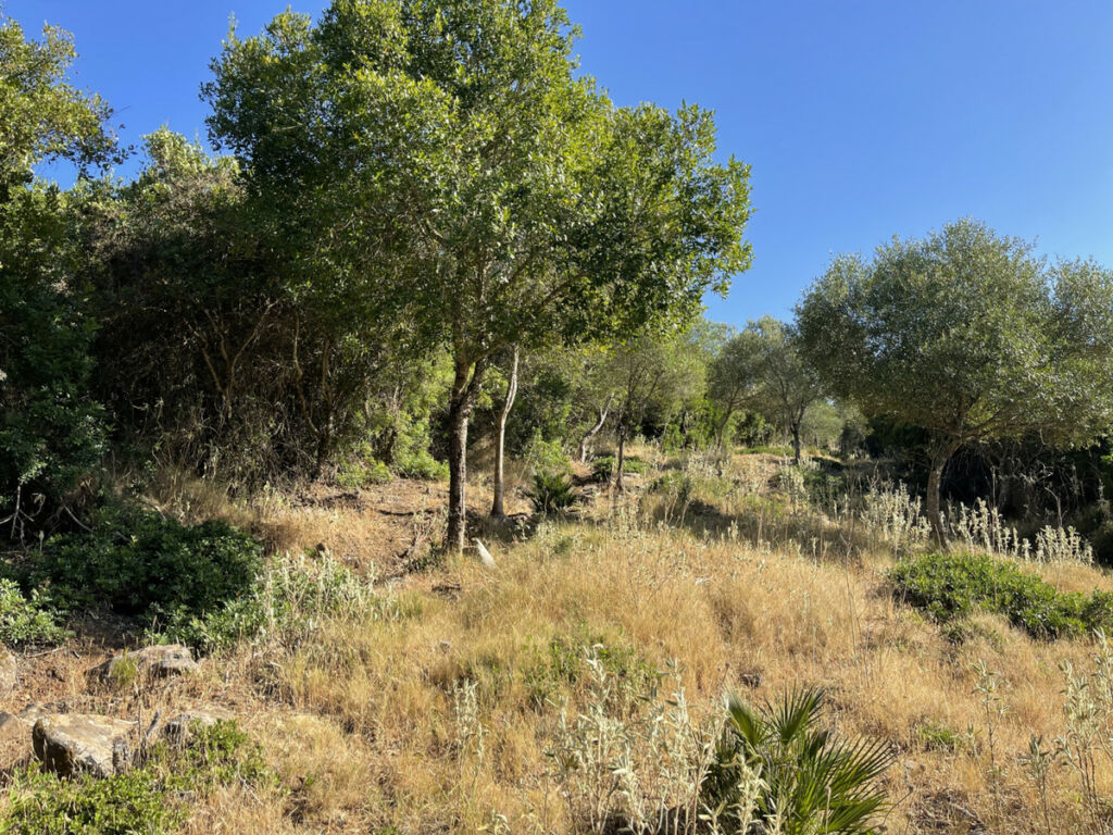 Finca - Cortijo Castellar de la Frontera Cádiz - image 7