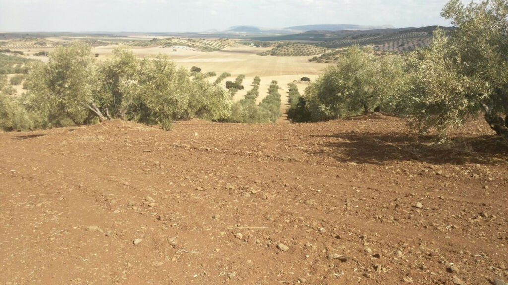 Finca - Cortijo Antequera Málaga - image 11