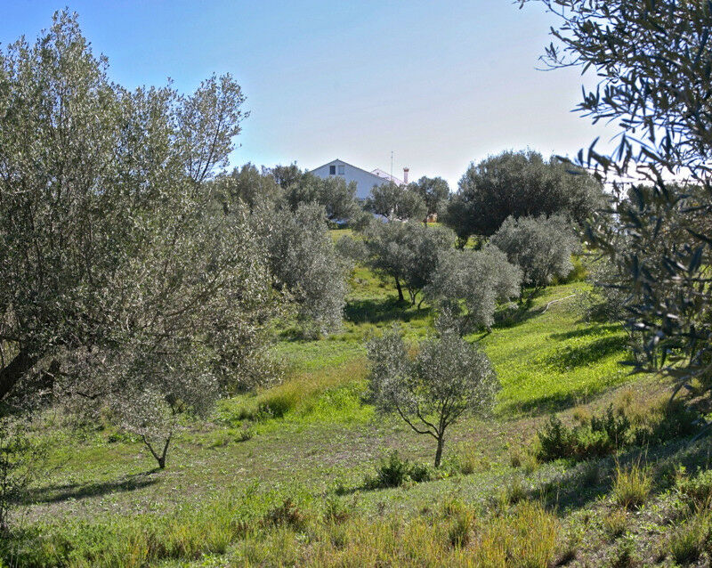 Detached Villa Elviria Málaga - image 13