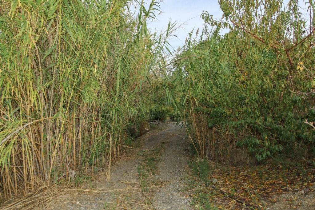 Land Coín Málaga - image 26