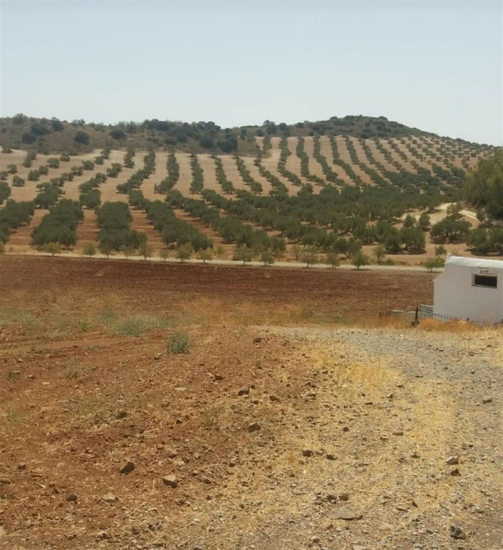 Finca - Cortijo Antequera Málaga - image 8