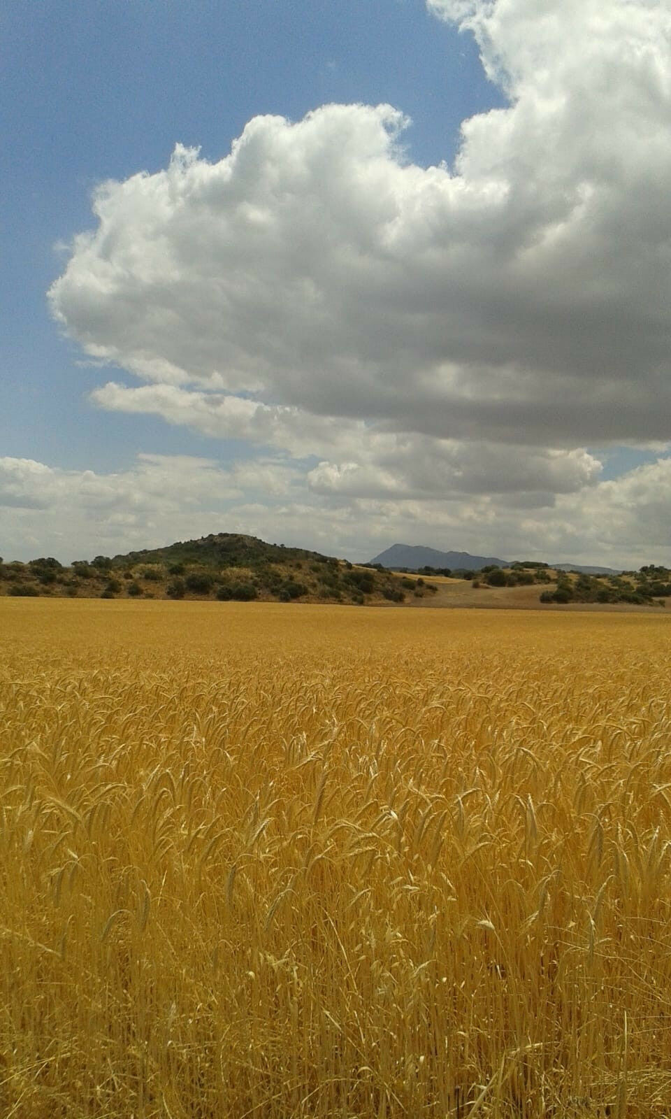 Finca - Cortijo Antequera Málaga - image 9