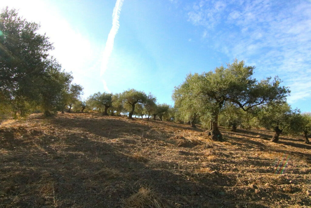 Land Tolox Málaga - image 10