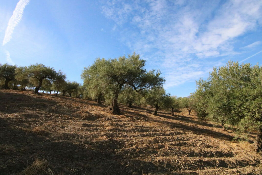 Land Tolox Málaga - image 11