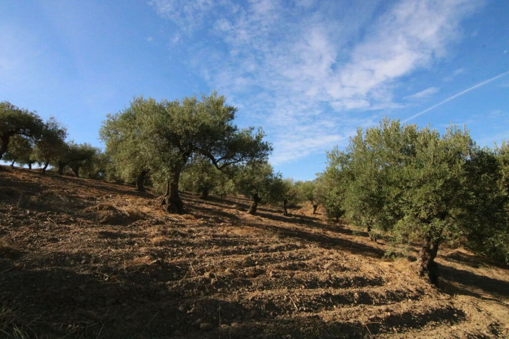 Land Tolox Málaga - image 12