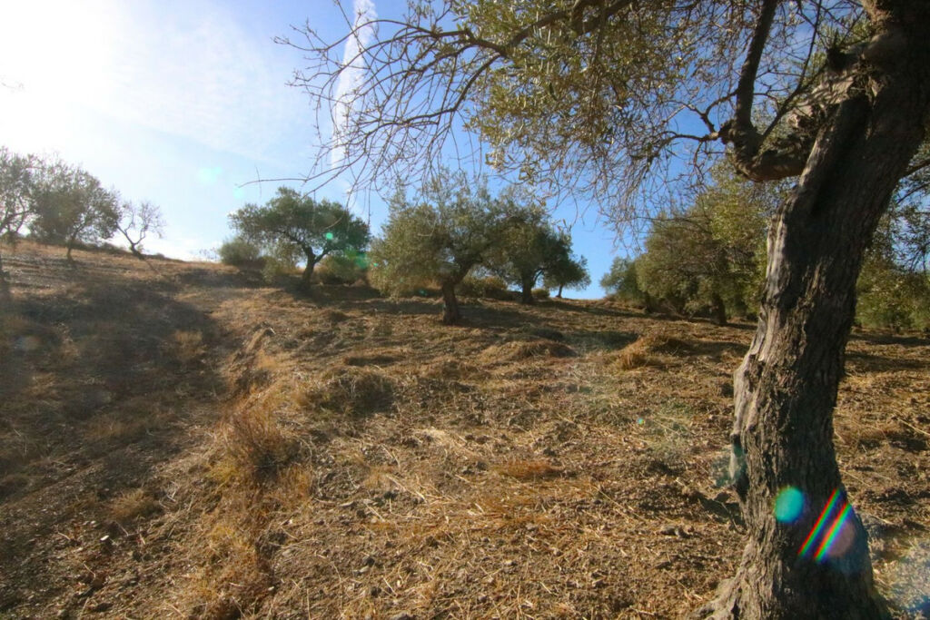 Land Tolox Málaga - image 14