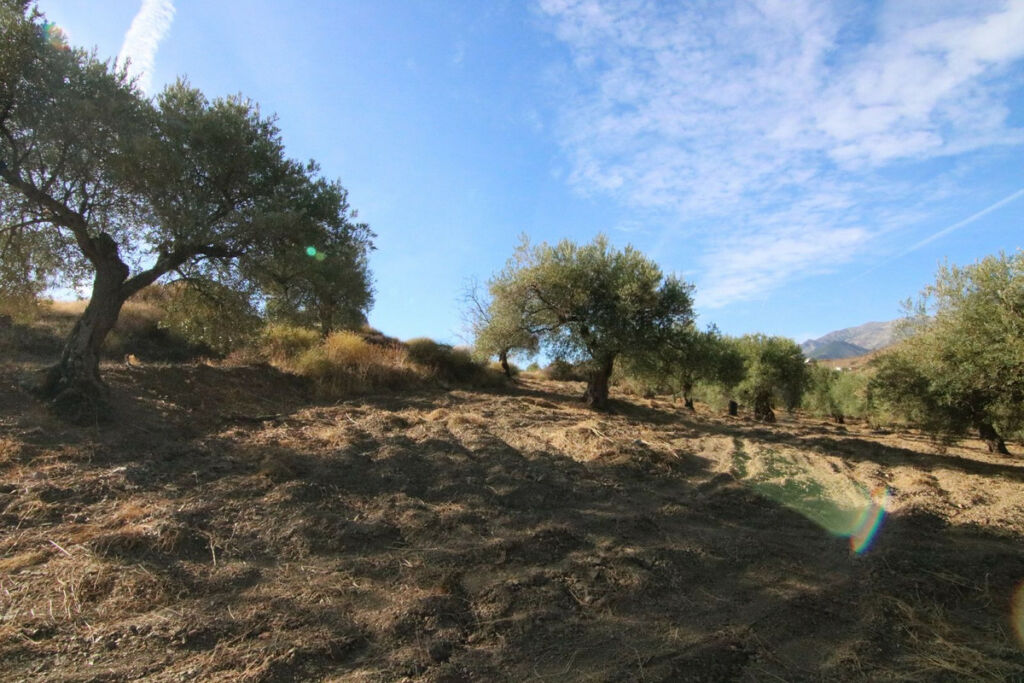 Land Tolox Málaga - image 15