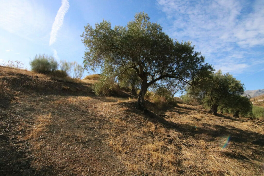 Land Tolox Málaga - image 16