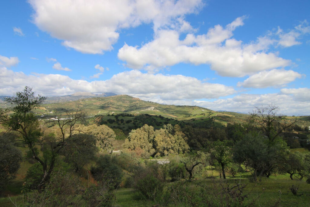 Land Guaro Málaga - image 18