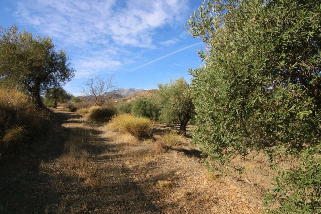 Land Tolox Málaga - image 19