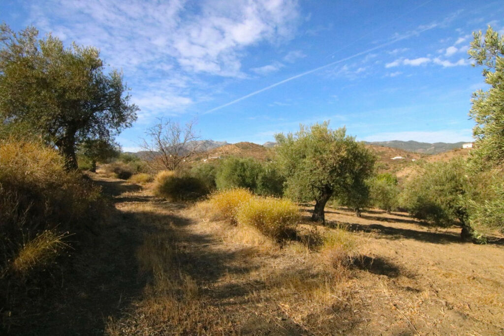 Land Tolox Málaga - image 20