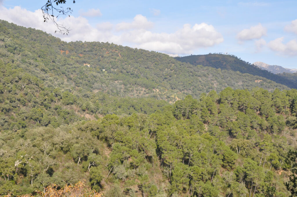 Finca - Cortijo Jubrique Málaga - image 26