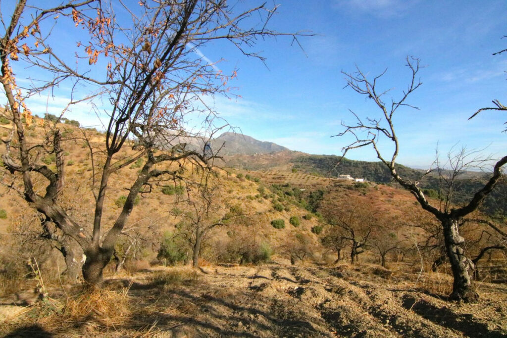 Land Tolox Málaga - image 4