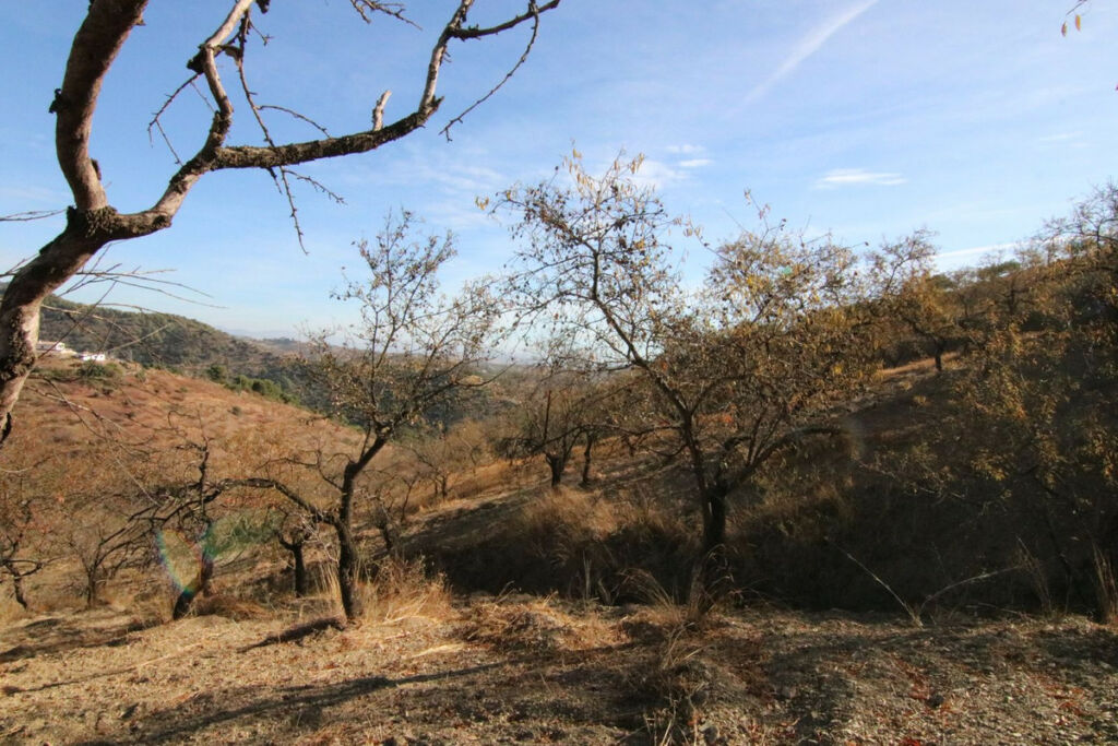 Land Tolox Málaga - image 5