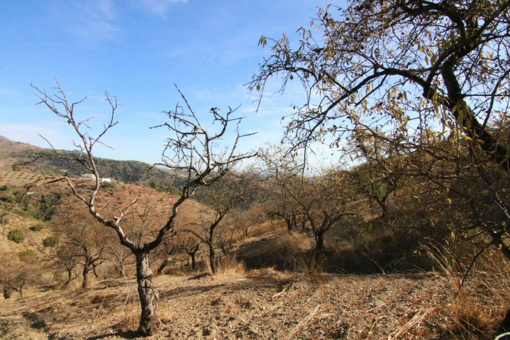 Land Tolox Málaga - image 6