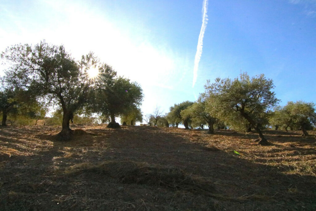 Land Tolox Málaga - image 8