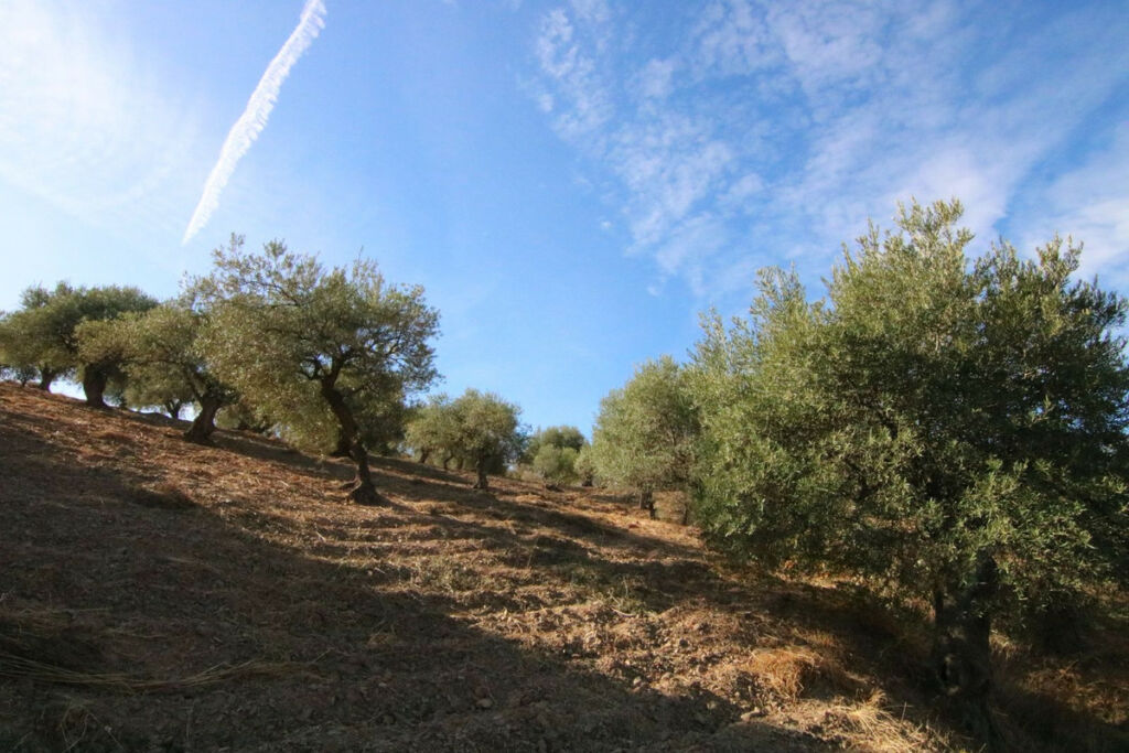 Land Tolox Málaga - image 9