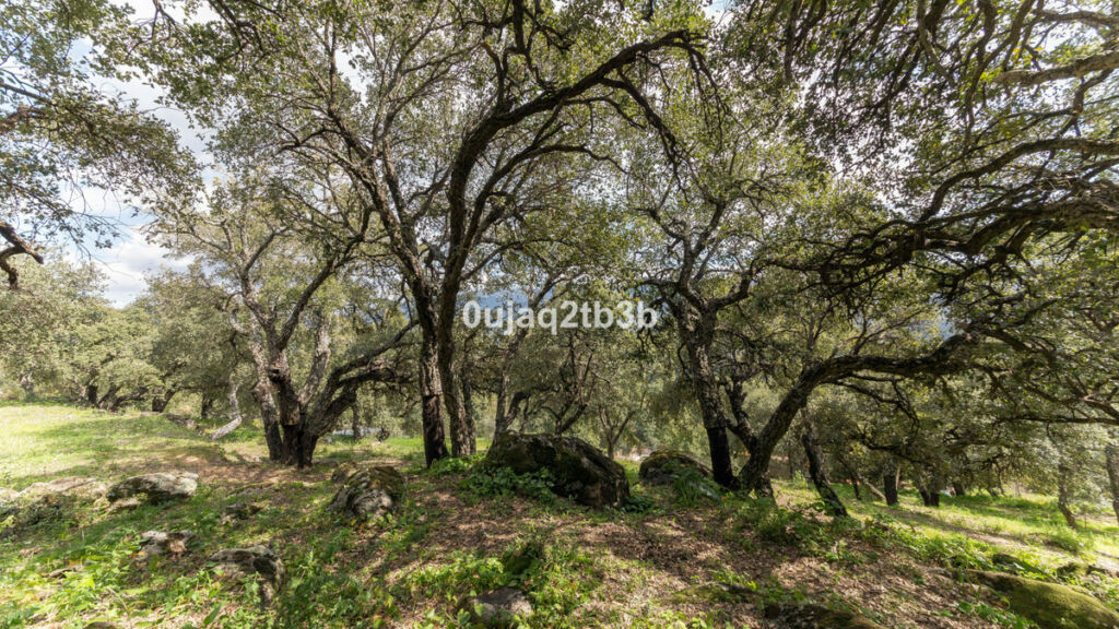 Finca - Cortijo Cortes de la Frontera Málaga - image 22