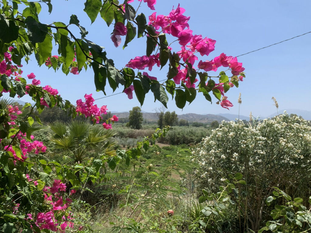 Land Coín Málaga - image 2
