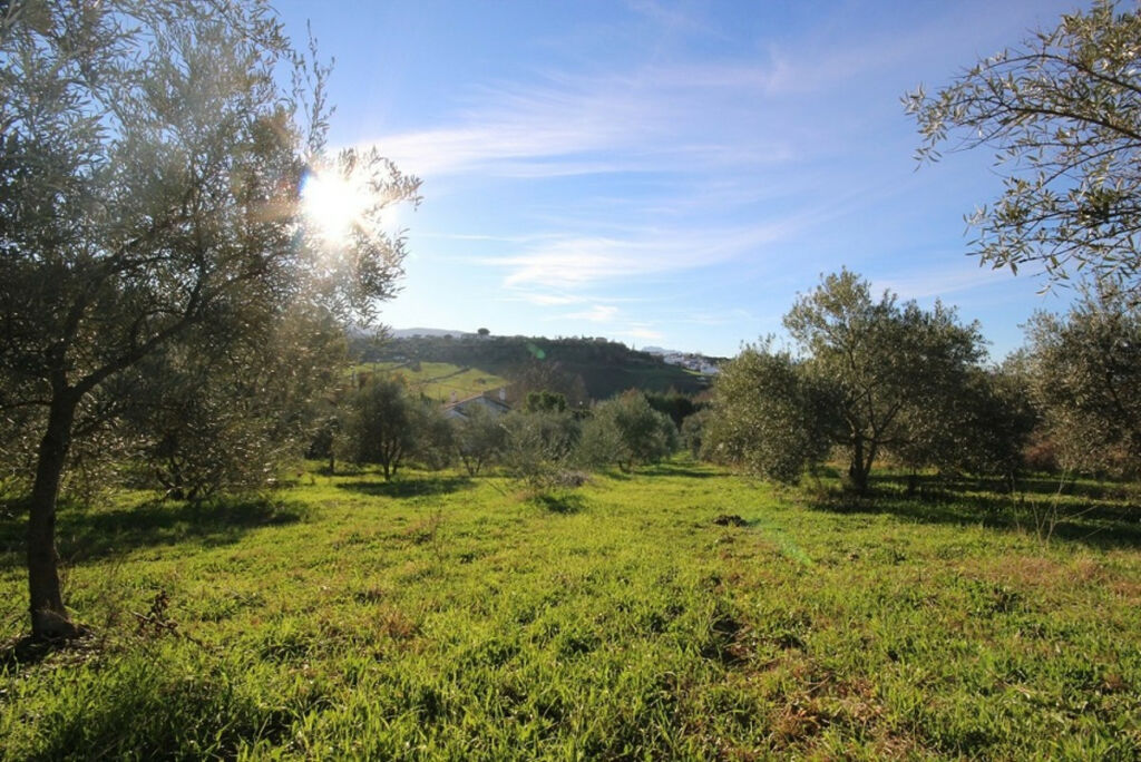 Finca - Cortijo Ronda Málaga - image 6