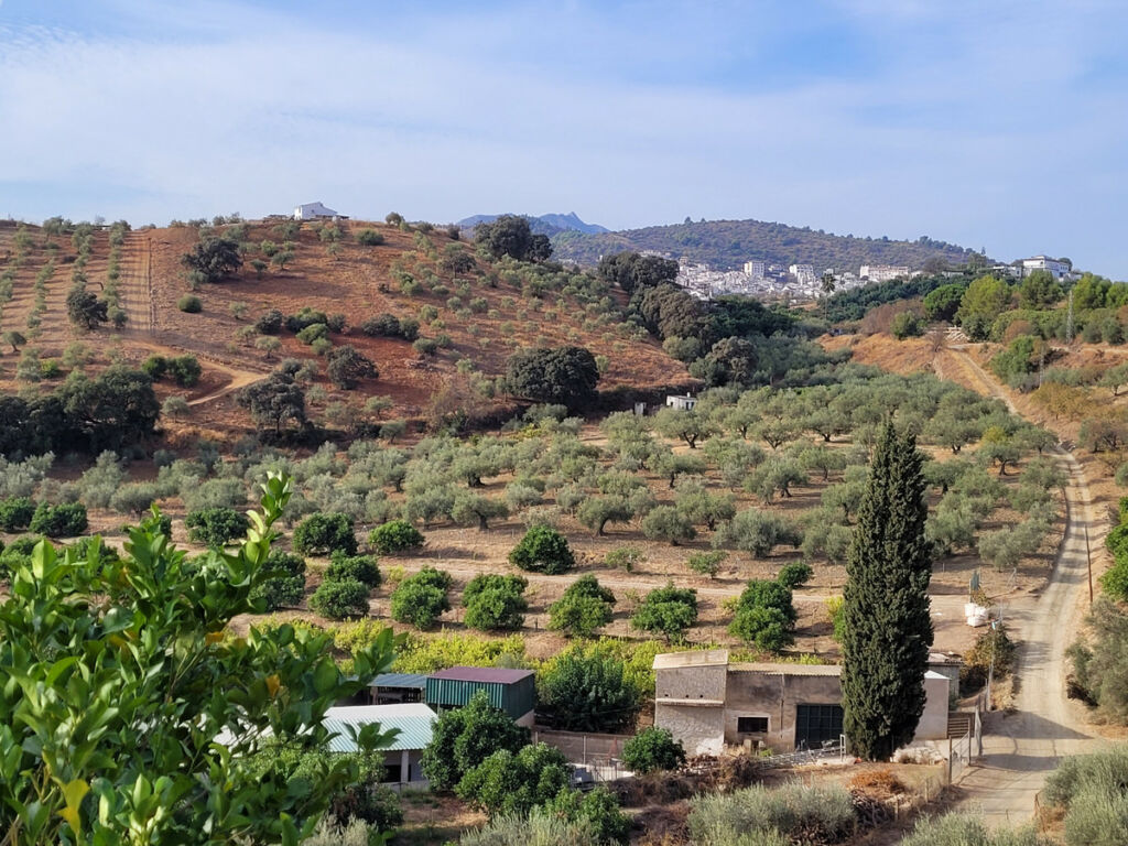 Land Guaro Málaga - image 7