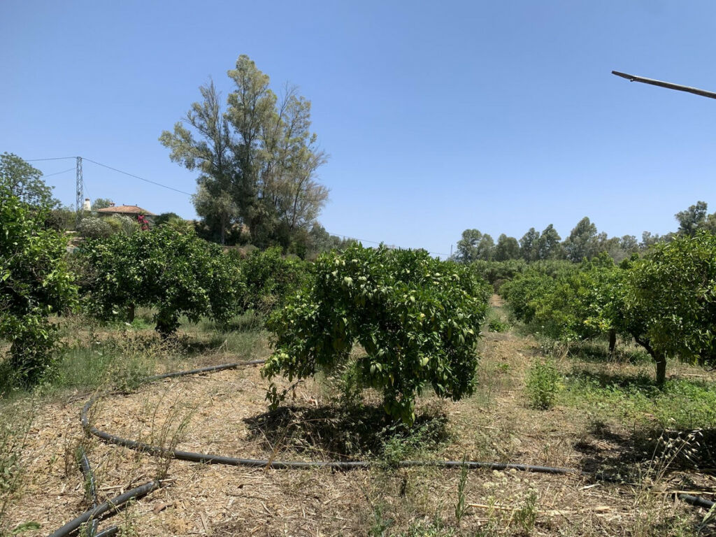 Land Coín Málaga - image 9