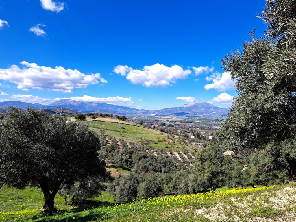 Land Coín Málaga - image 14