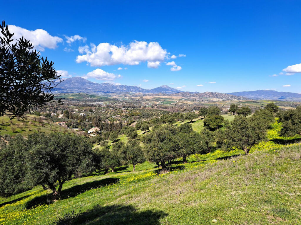 Land Coín Málaga - image 17