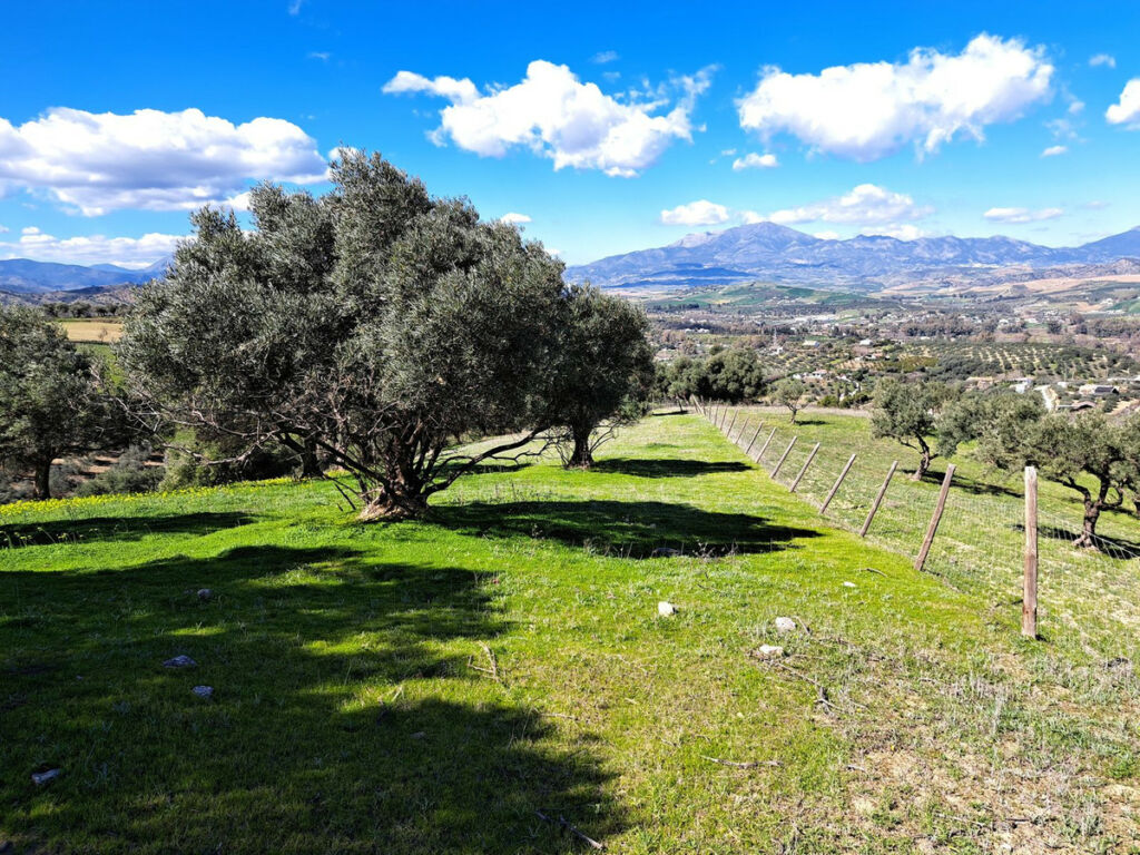 Land Coín Málaga - image 21