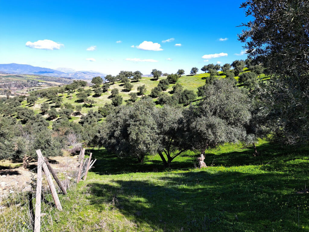 Land Coín Málaga - image 24
