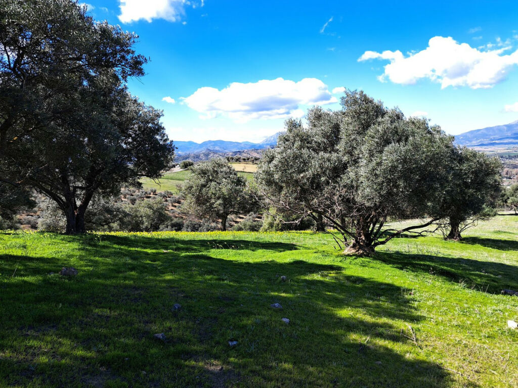 Land Coín Málaga - image 3