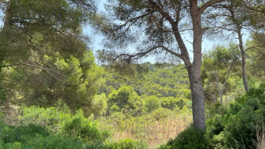 Land Javea Alicante - image 4