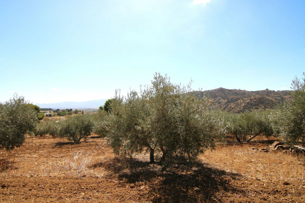 Land Zalea Málaga - image 5
