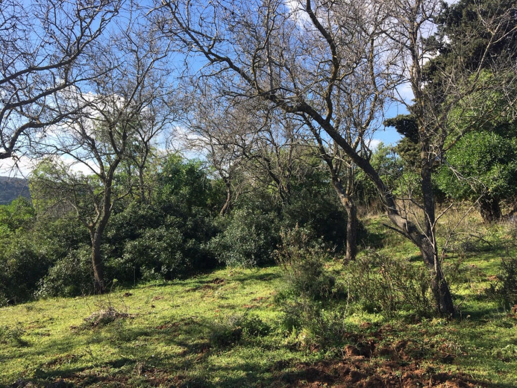 Land Manilva Málaga - image 15