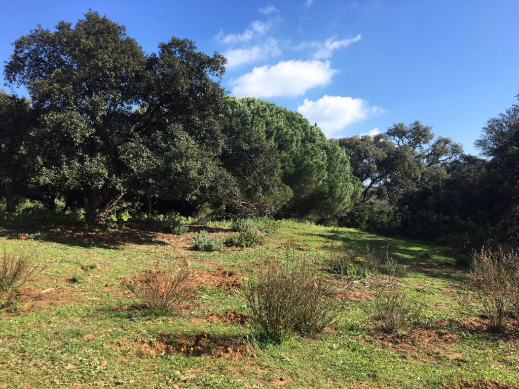 Land Manilva Málaga - image 18