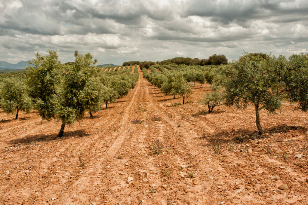 Finca - Cortijo Archidona Málaga - image 4