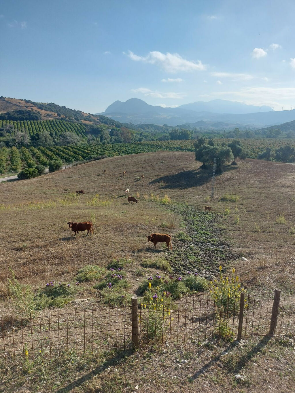 Land Jimena de la Frontera Cádiz