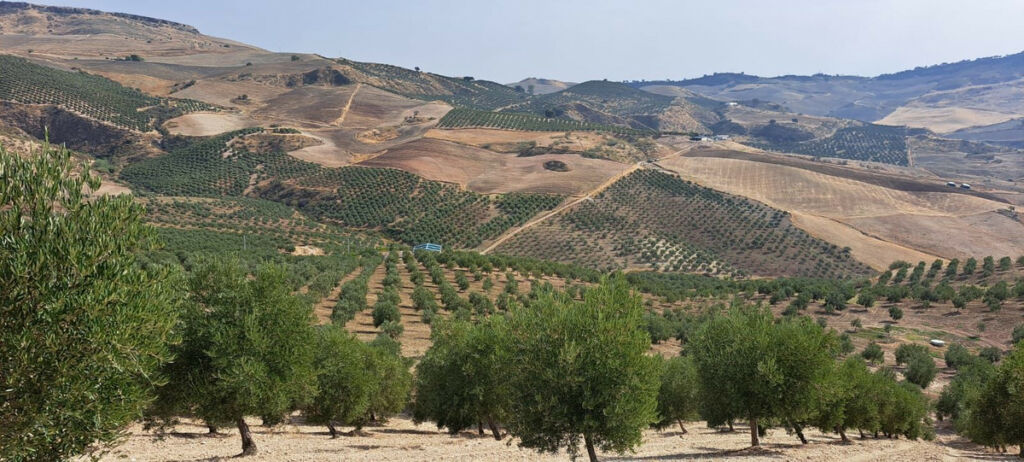 Land Ronda Málaga
