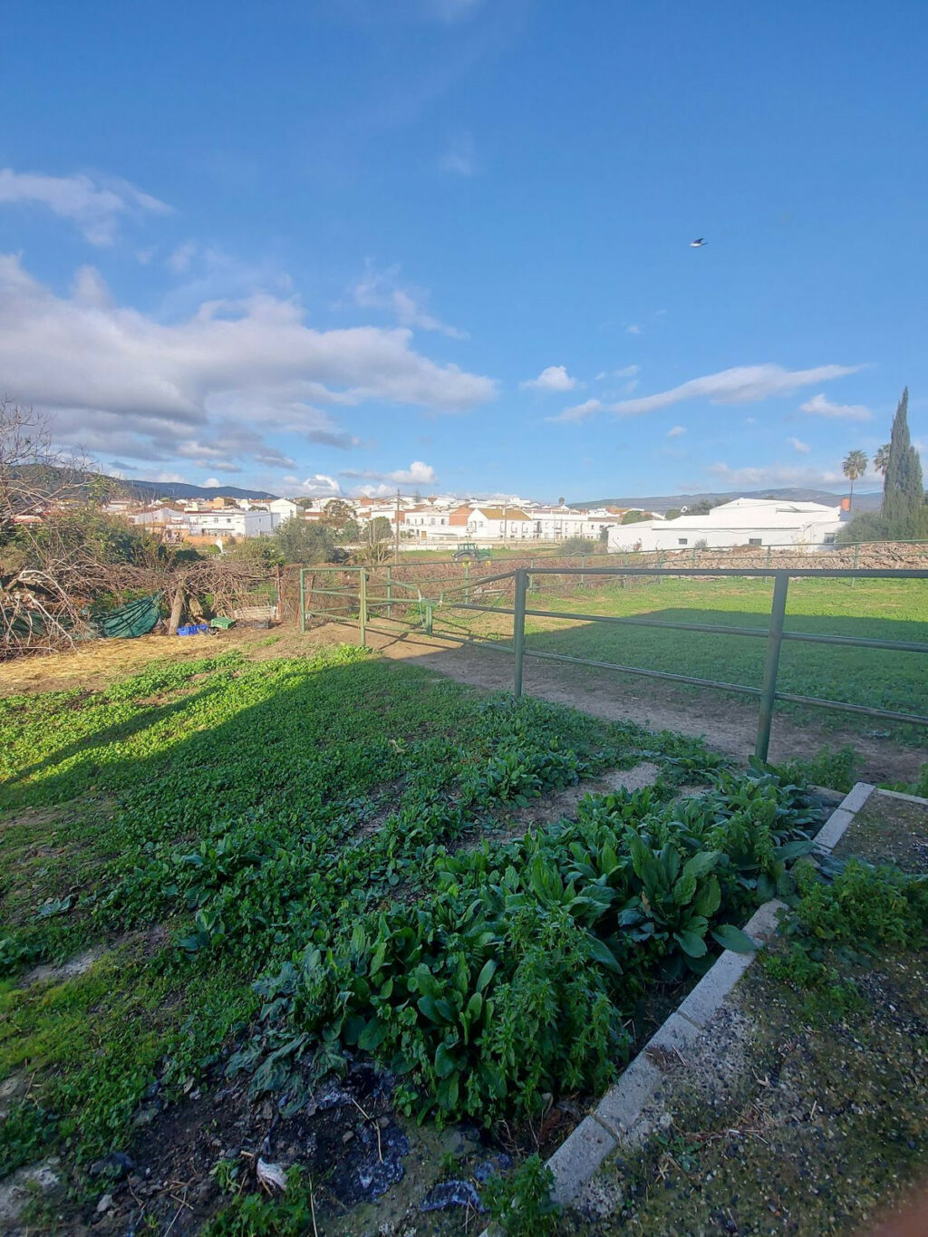 Finca - Cortijo Jimena de la Frontera Cádiz - image 10